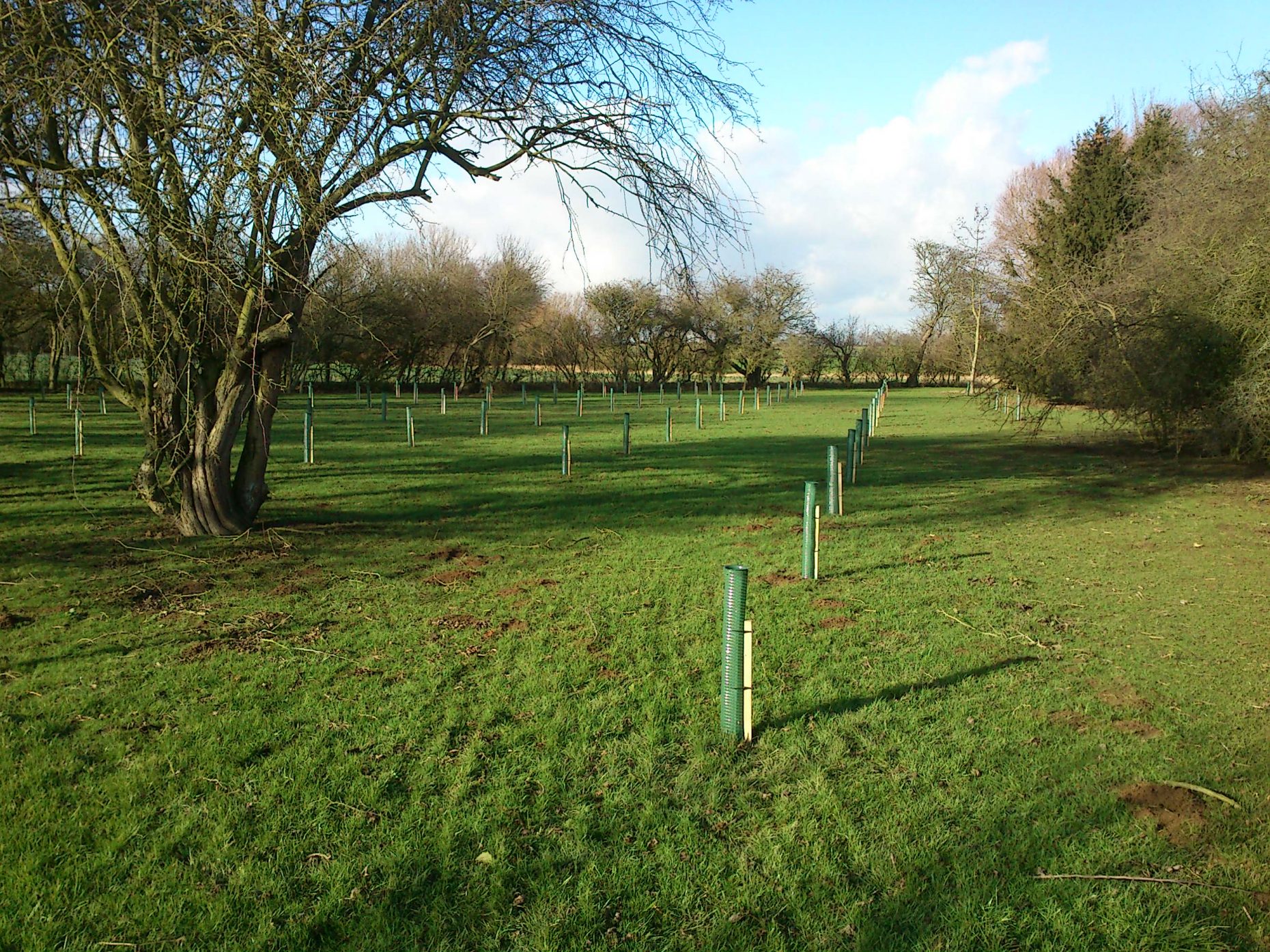 Hedge and Tree Planting